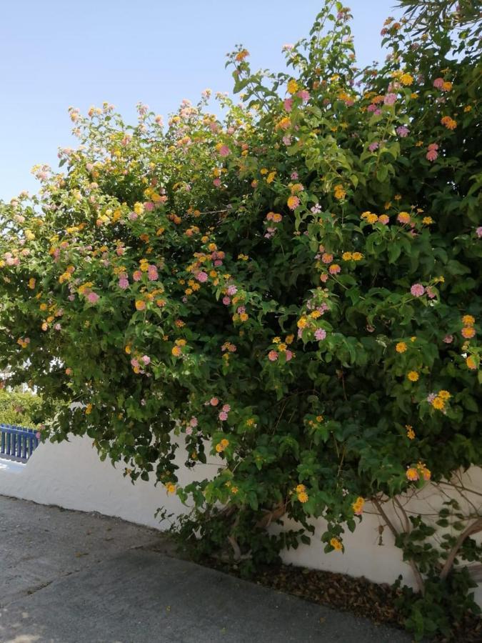 Pontoria Stegna Studios Archangelos (Rhodes) Exterior foto